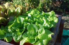 vancouver lettuce farm